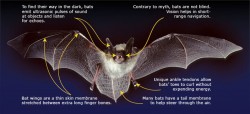 Mammals Aerial Adaptations Photo