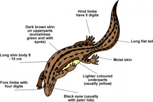 Newt Anatomy Image