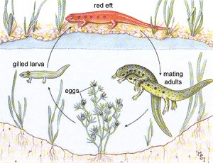 Newt Life Cycle Picture