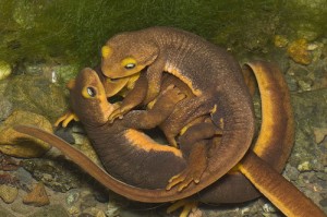 Newt - Facts, Habitat, Life Cycle, Adaptations and Pictures lizard anatomy diagram 