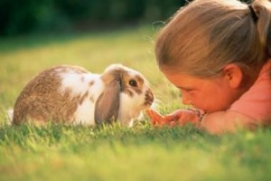 Rabbit As Pets Photo