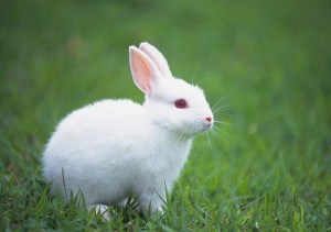 Images of Rabbit