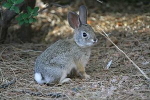 Photos of Rabbit