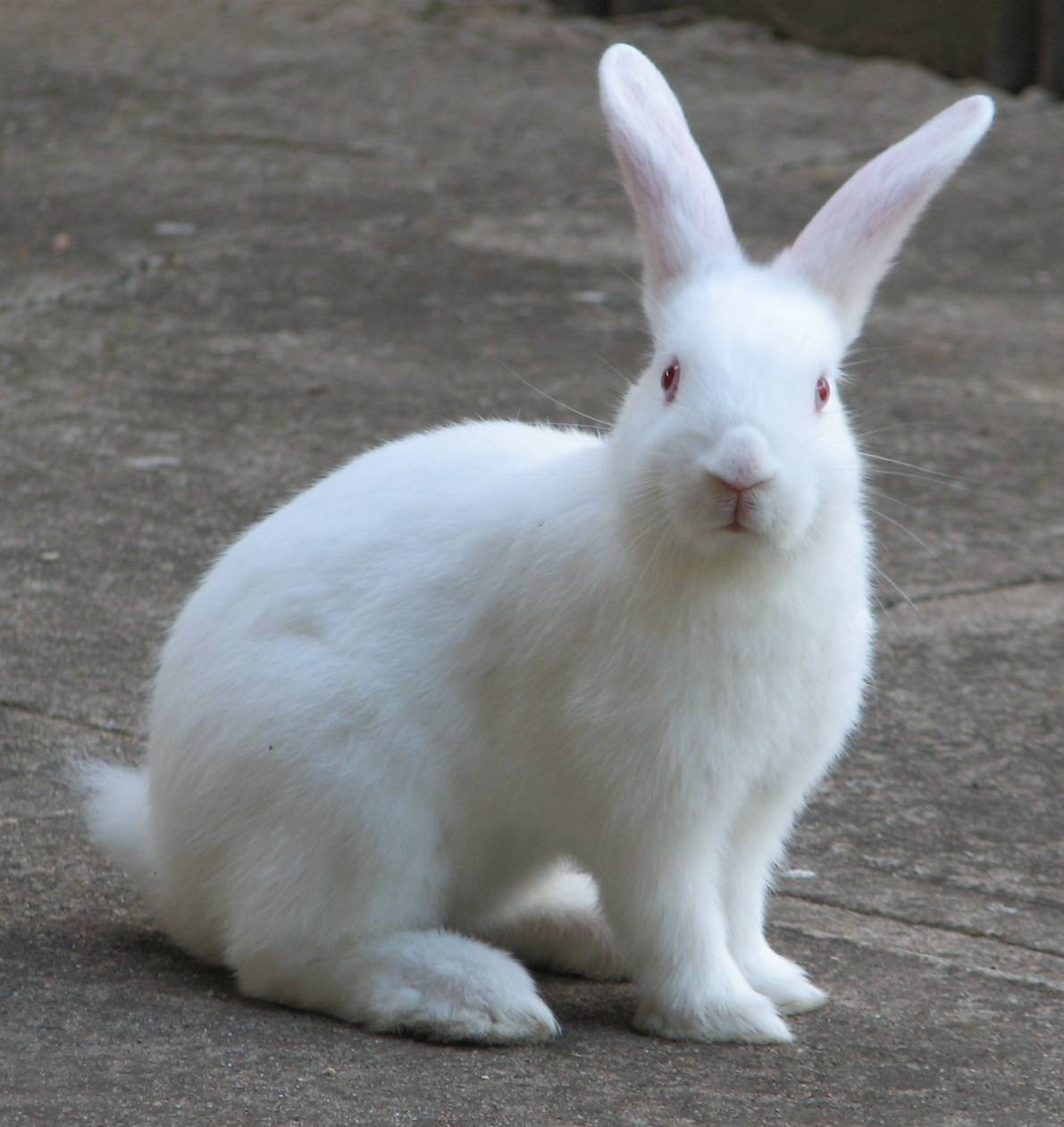 Rabbit - Facts, Description, Food Habits, Pet Care and Pictures