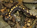 Salamander Picture