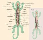Salamander Anatomy Picture