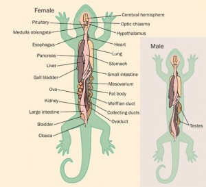 Salamander Anatomy Picture