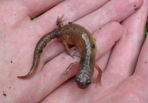 Salamander As Pets Photo