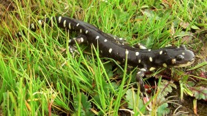 Salamander Habitat Image