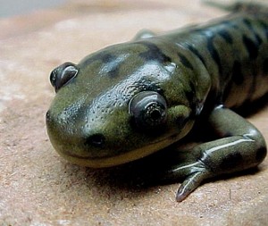 Salamander Head Photo