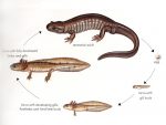 Salamander Life Cycle Photo