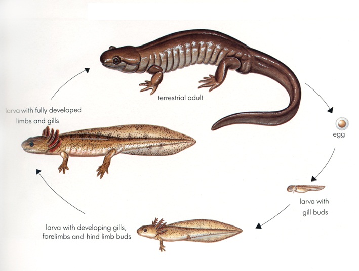 life cycle of a salamander