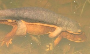 Salamander Mating Season Image