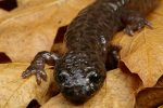Photos of Salamander