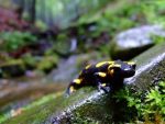 Pictures of Salamander