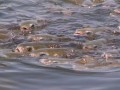 Water Surface Fish Photo