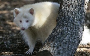 Albino Raccoon Image