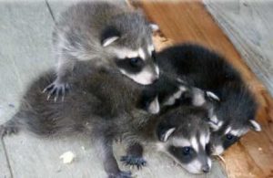 Baby Raccoon Picture