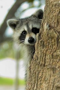 Cute Raccoon Photo