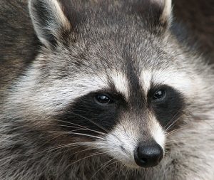 Raccoon Face Photo