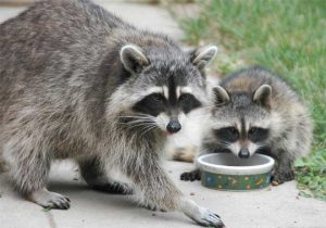 Images of Raccoon