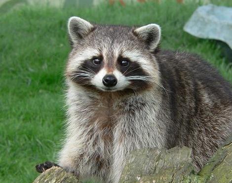 Photos of Raccoon