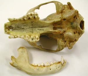 Raccoon Skull Picture