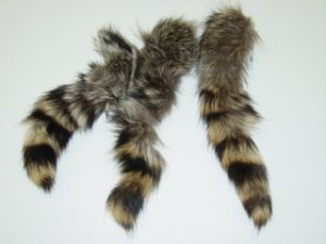 Raccoon Tail Photo