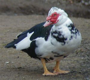 Muscovy Duck Picture