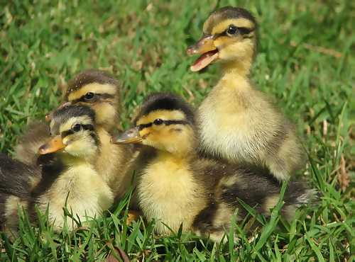 Muscovy Duck Growth Chart