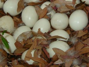 Muscovy Duck Eggs Photo