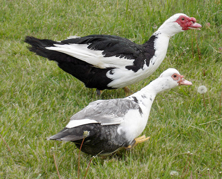 Muscovy Duck Growth Chart