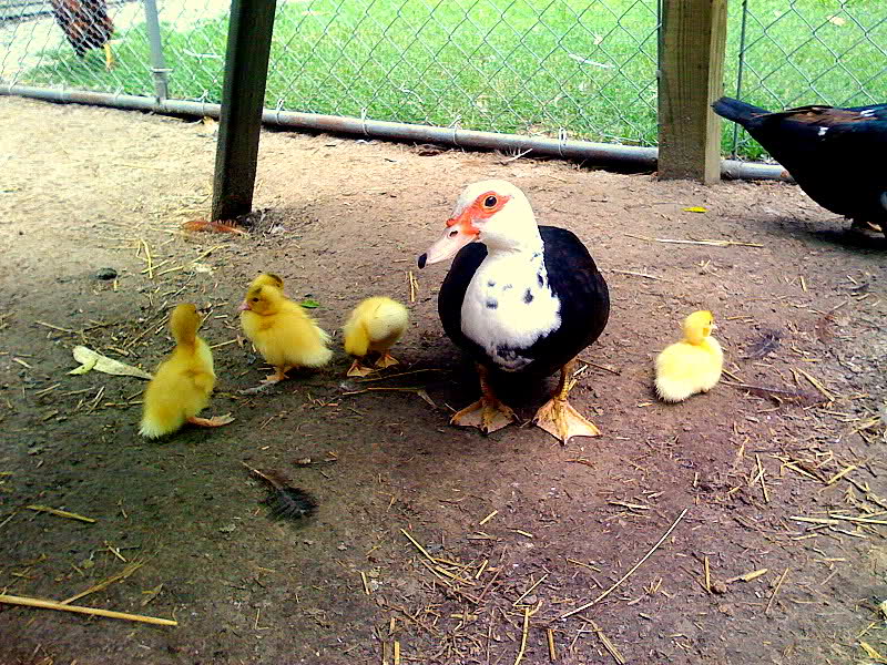 Muscovy Duck Growth Chart