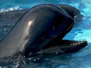 Pilot Whale Picture