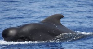 Images of Pilot Whale