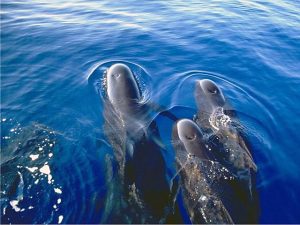 Photos of Pilot Whale Photo