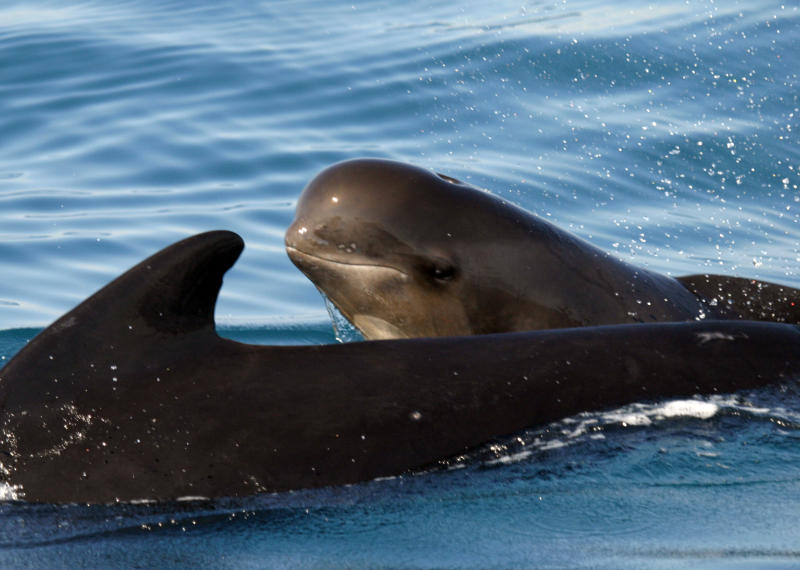 Pictures of Pilot Whale