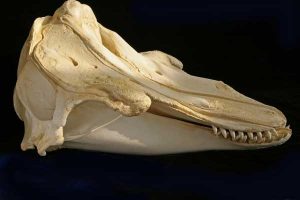 Pilot Whale Skull Photo