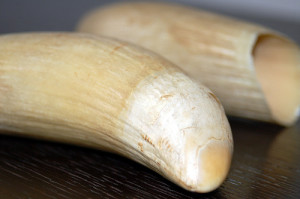 Pilot Whale Teeth Image