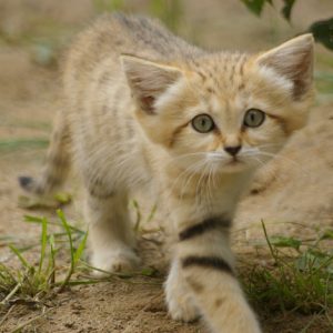 Sand Cat Picture