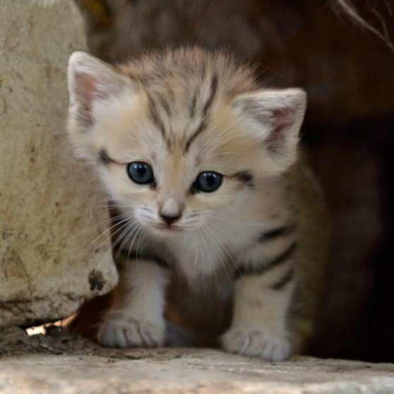 Sand Cat - Facts, Diet, Pictures, Adaptations and Predators