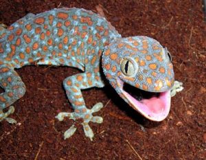 Images of Tokay Gecko