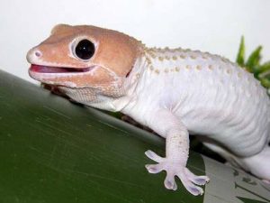 Tokay Gecko Morphs Photo