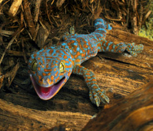 Photos of Tokay Gecko