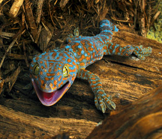 Tokay Gecko Size Chart