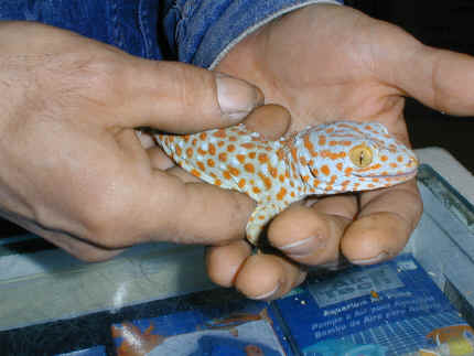 Tokay Gecko Size Chart