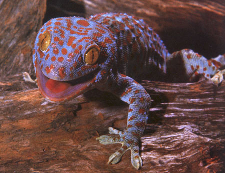 Tokay Gecko Size Chart