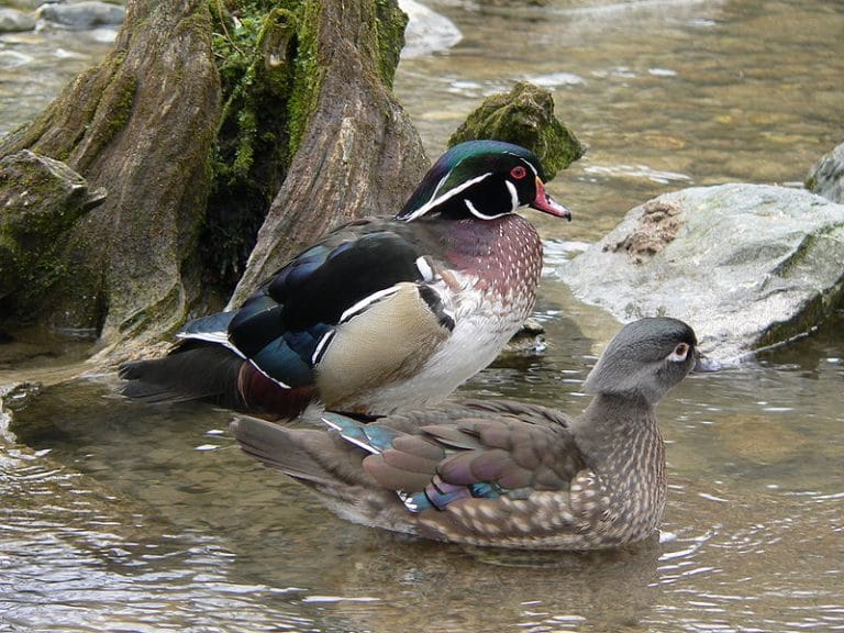 Wood Duck Facts, Habitat, Diet, Call, Migration and Pictures