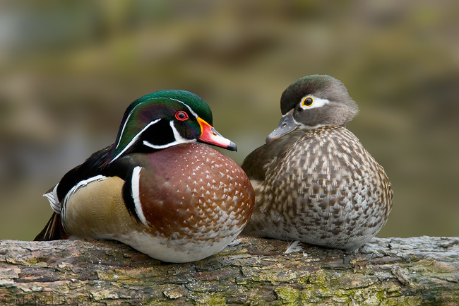 how to tell how old a baby wood duck is