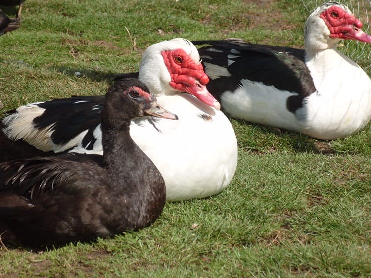 Muscovy Duck Growth Chart